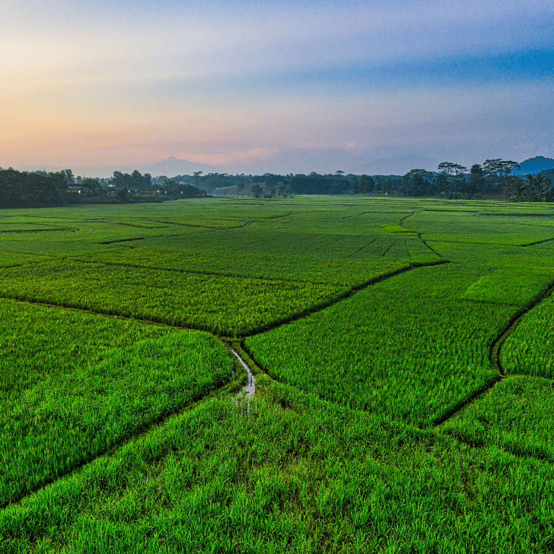 Agricultural scenery