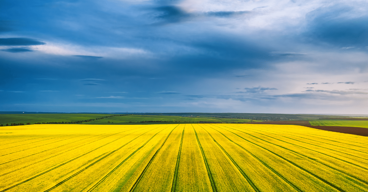 YELLOW FIELD AND BLUE SKY
